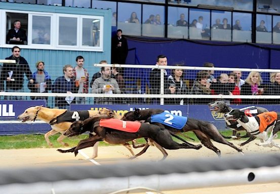 Guide to betting on greyhounds 